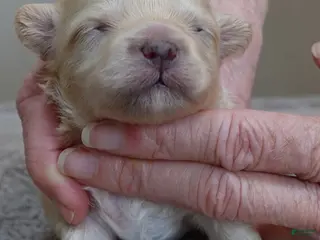 Maltipoo dogs Myles - Ad 20