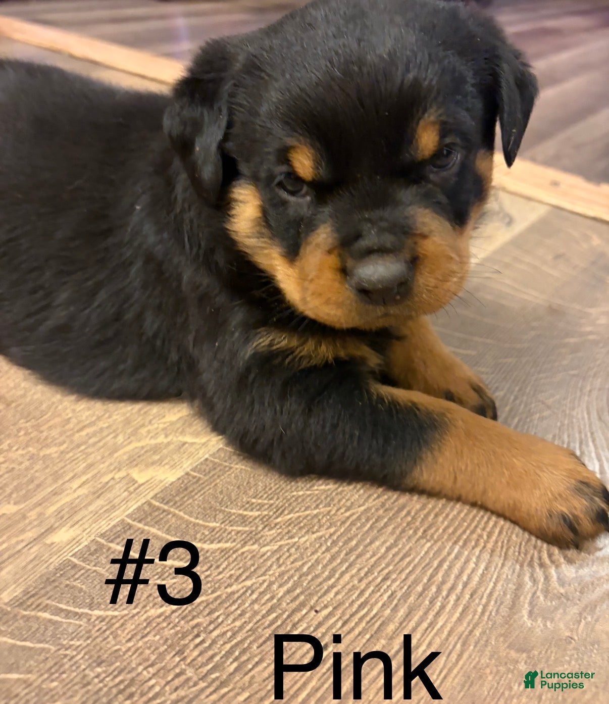Rottweiler dogs Rottweiler 3 - Ad 1