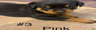 Rottweiler 3