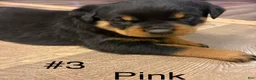 Rottweiler dogs for sale: Rottweiler 3 - Ad 1