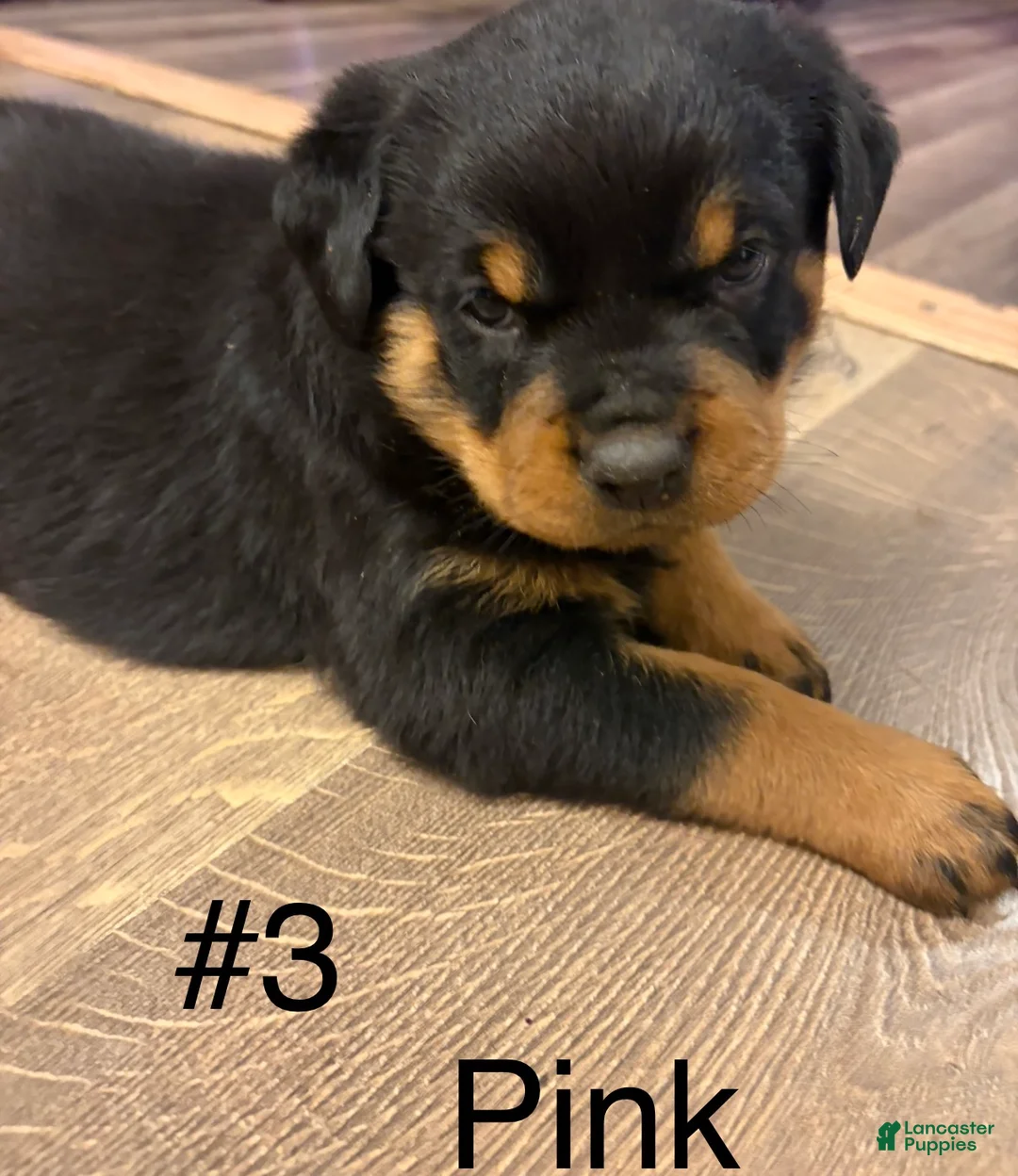 Rottweiler dogs for sale: Rottweiler 3 - Ad 1