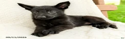 German Shepherd dogs for sale: Bria - Ad 4