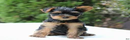Yorkshire Terrier dogs for sale: Remmy  - Ad 2