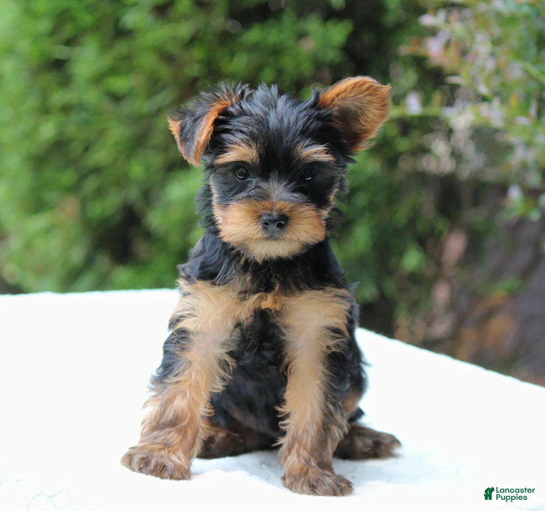 Yorkshire Terrier dogs for sale: Remmy  - Ad 2
