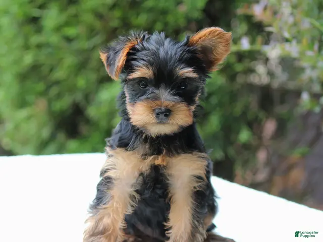 Yorkshire Terrier dogs Remmy - Ad 2