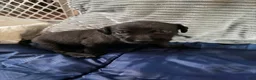 Xoloitzcuintle dogs for sale: Batman and Luke cage (two male coated pups separate litter) - Ad 27
