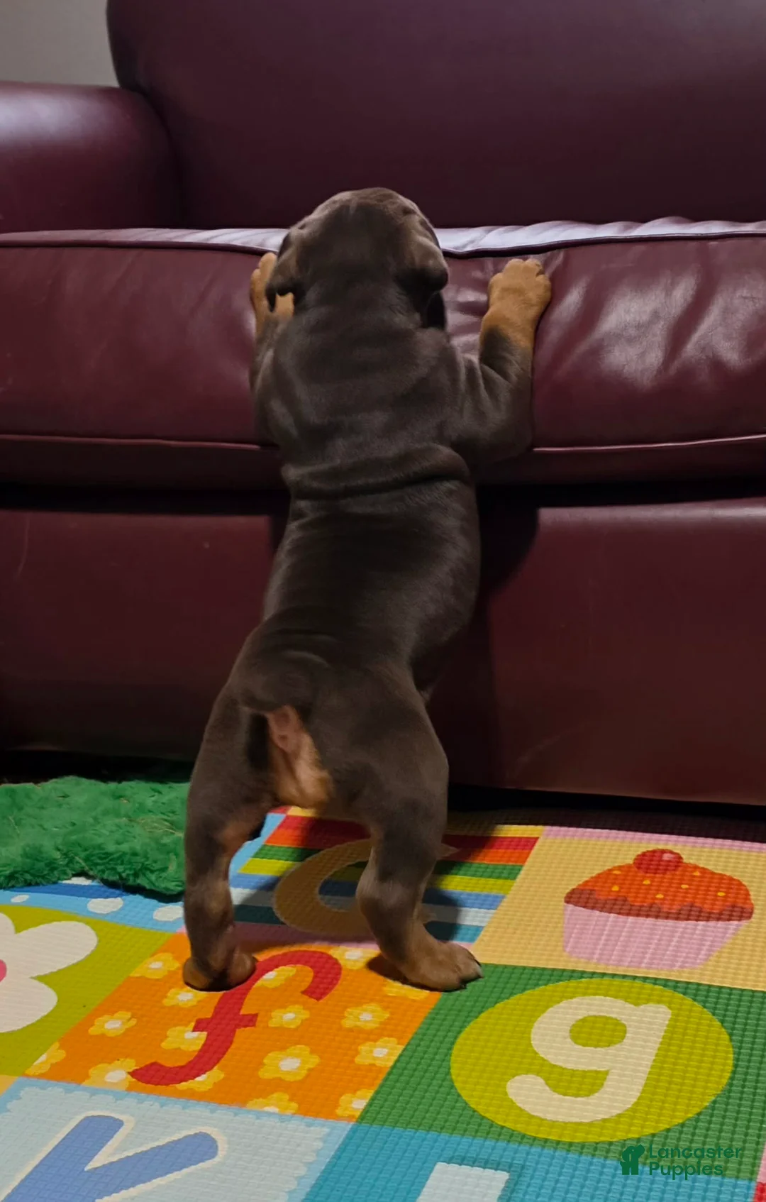 Olde English Bulldogge dogs for sale: Cookie  - Ad 5