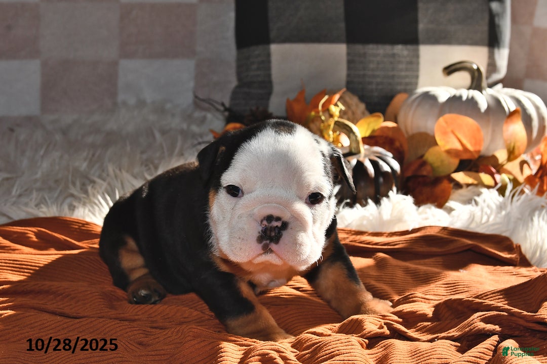 Olde English Bulldogge dogs for sale: Lena - Ad 14