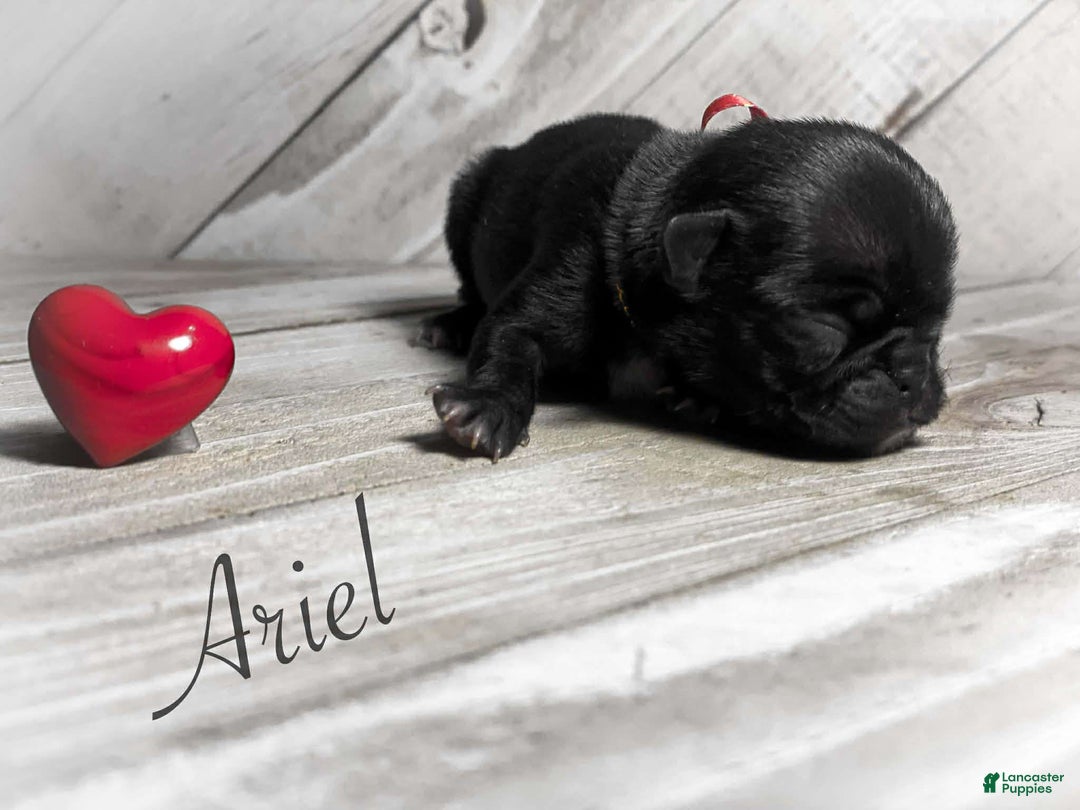 Pug dogs for sale: Ariel - Ad 1