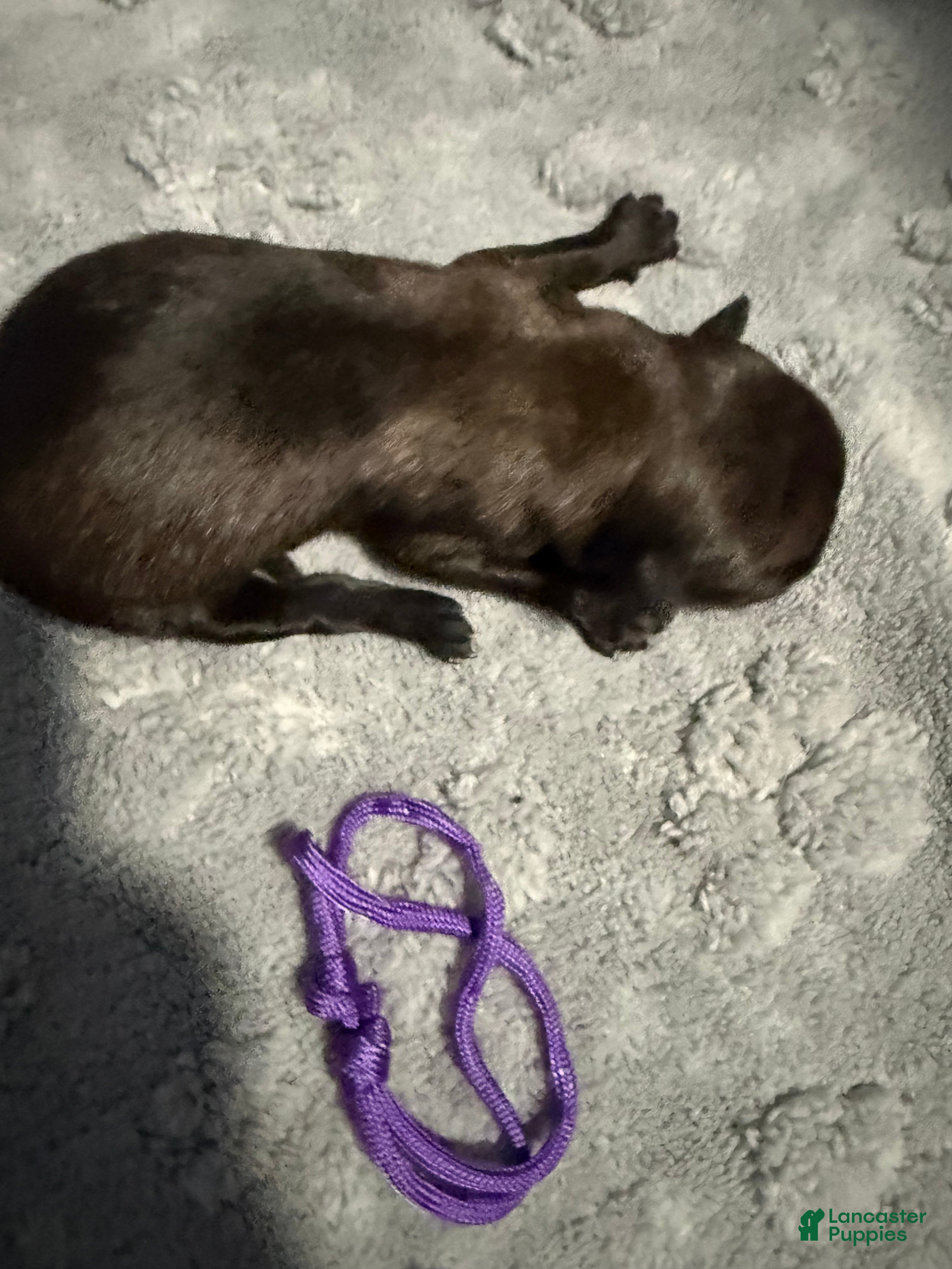 Belgian Malinois dogs for sale: Purple Collar - Ad 2