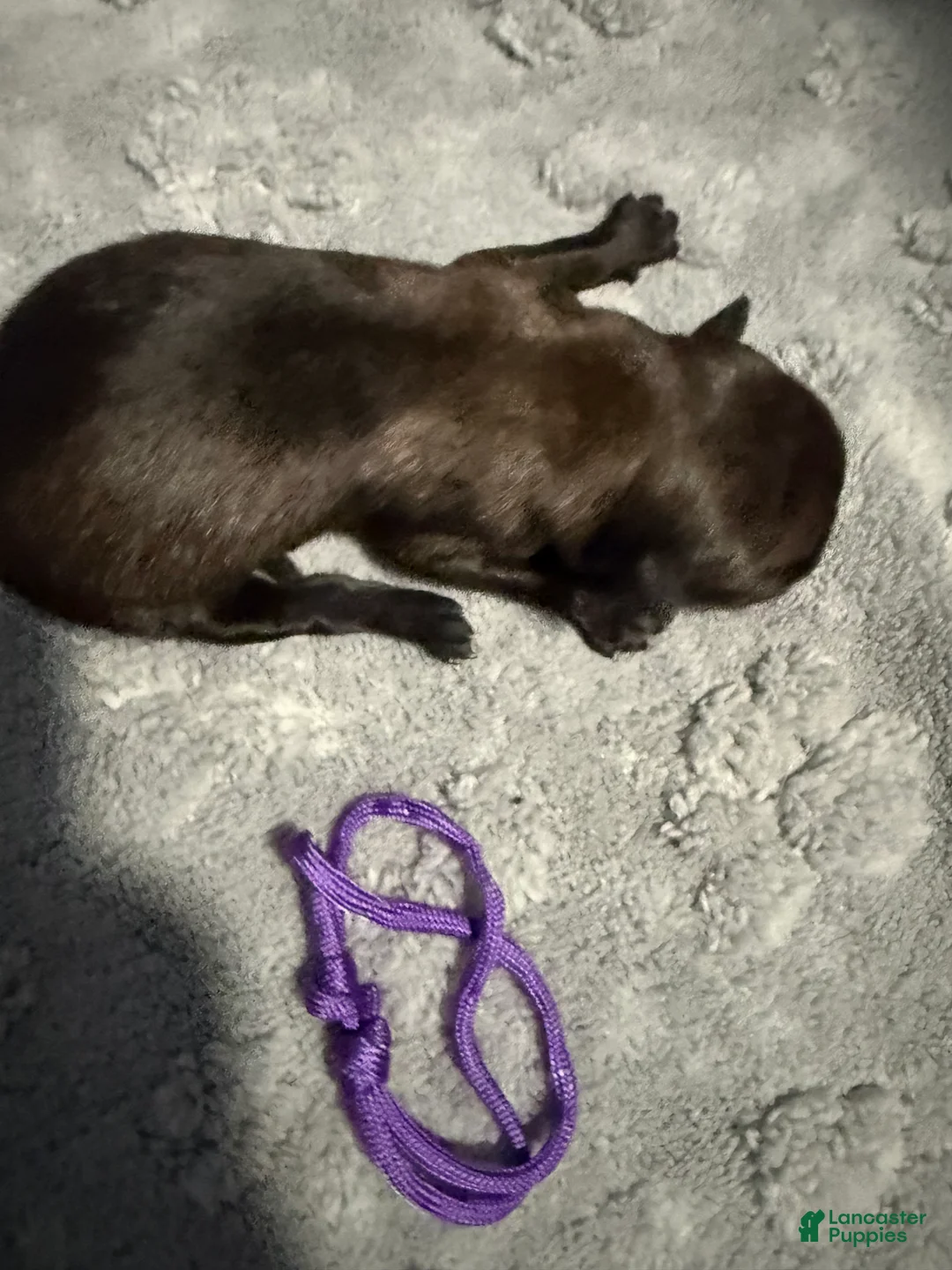 Belgian Malinois dogs for sale: Purple Collar - Ad 2