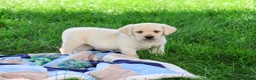 Labrador Retriever dogs for sale: Rodney - Ad 2