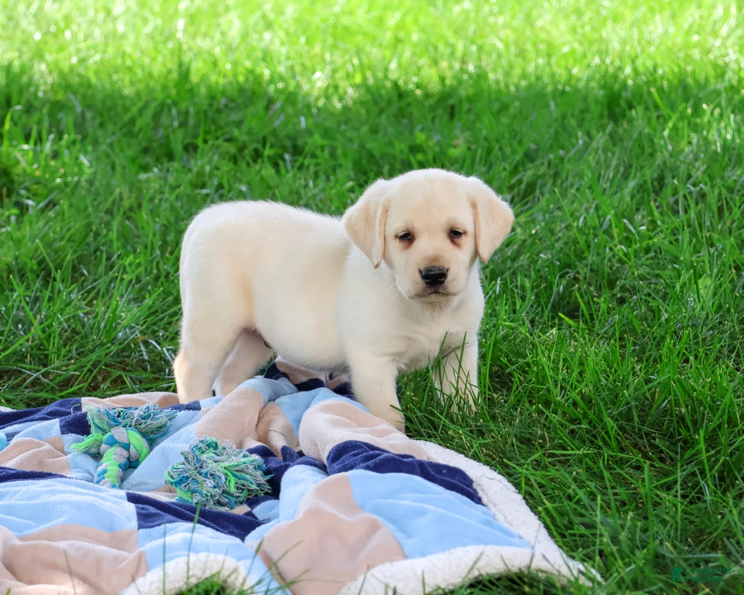 Labrador Retriever dogs for sale: Rodney - Ad 2