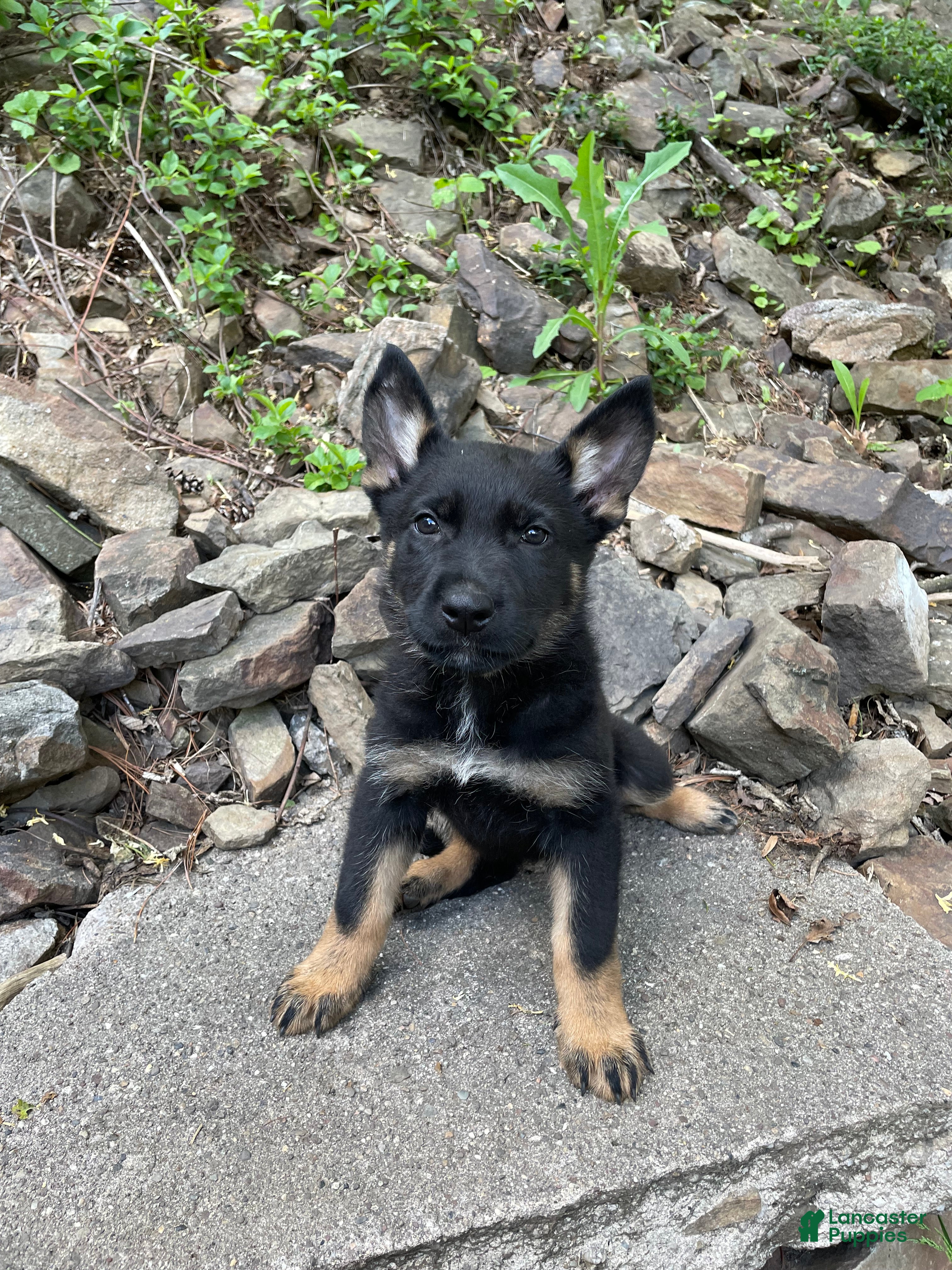 German Shepherd dogs Collar Red - Ad 2