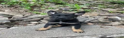 German Shepherd dogs for sale: Collar Red - Ad 4