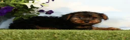 Yorkshire Terrier dogs for sale: Kyrie - Ad 5