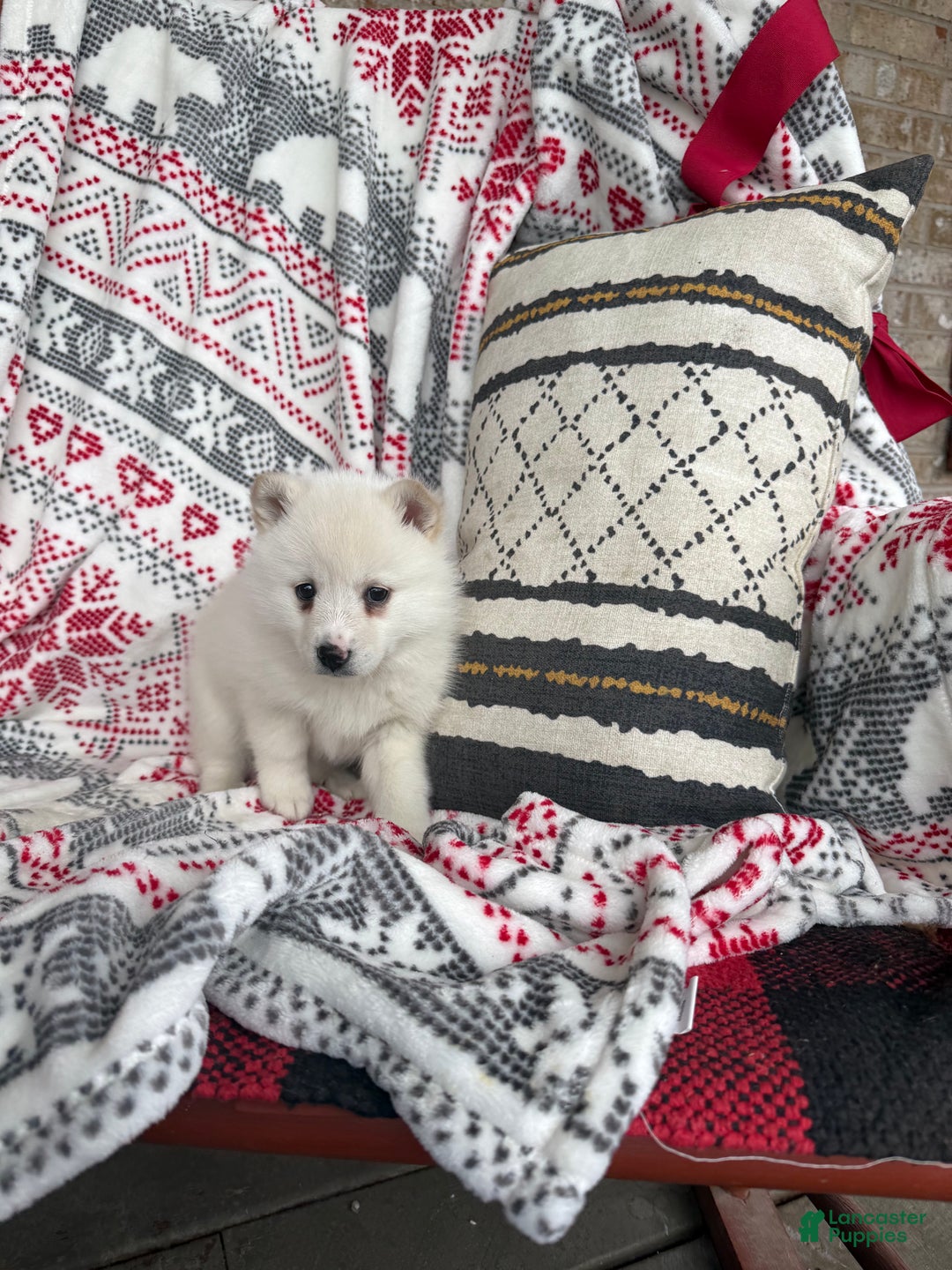 Pomsky dogs for sale: Luna - Ad 4