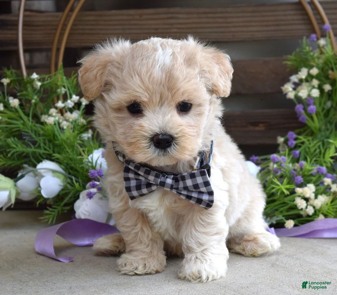 Maltipoo dogs for sale: Leo - Ad 2