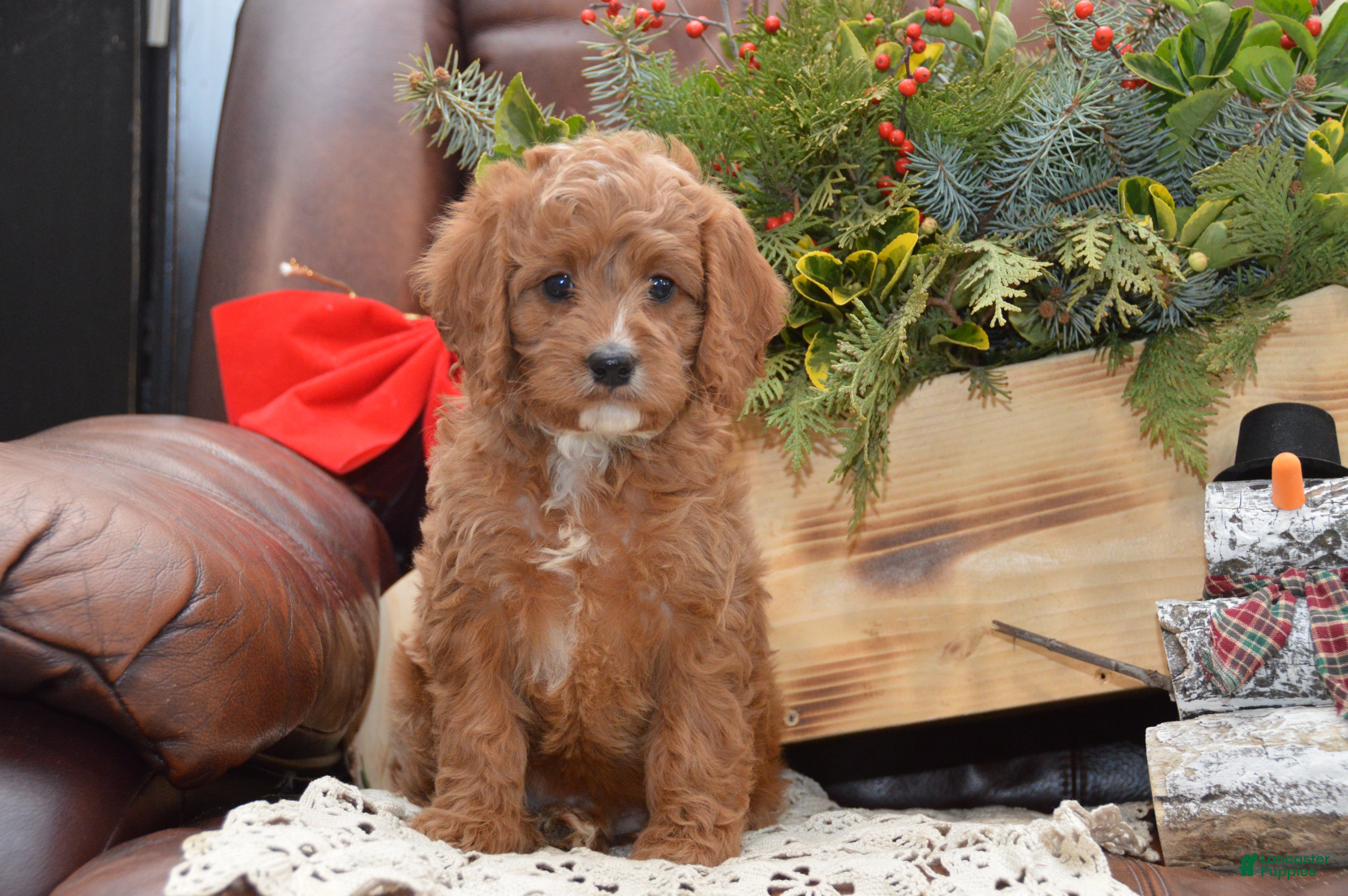 Cavapoo dogs Kyler - Ad 9