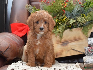Cavapoo dogs Kyler - Ad 10