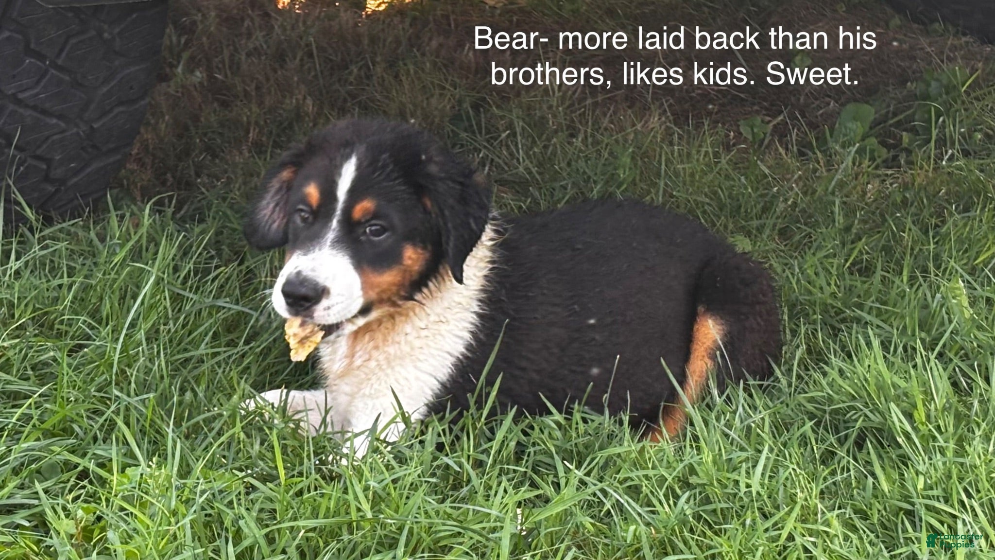 Miniature Australian Shepherd dogs for sale: #7 Bear - Ad 2