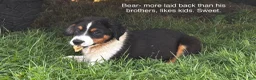 Miniature Australian Shepherd dogs for sale: #7 Bear - Ad 1