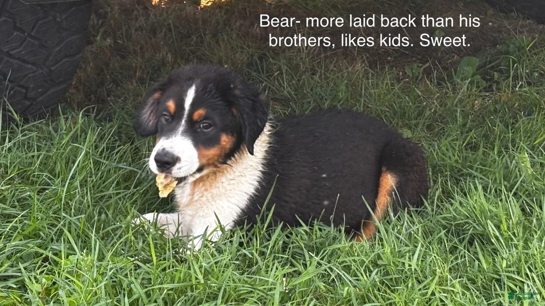 Miniature Australian Shepherd dogs for sale: #7 Bear - Ad 1