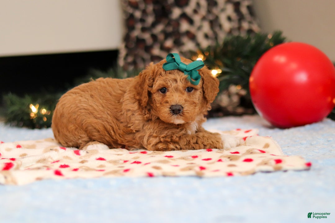 Goldendoodle dogs for sale: Flicka - Ad 8