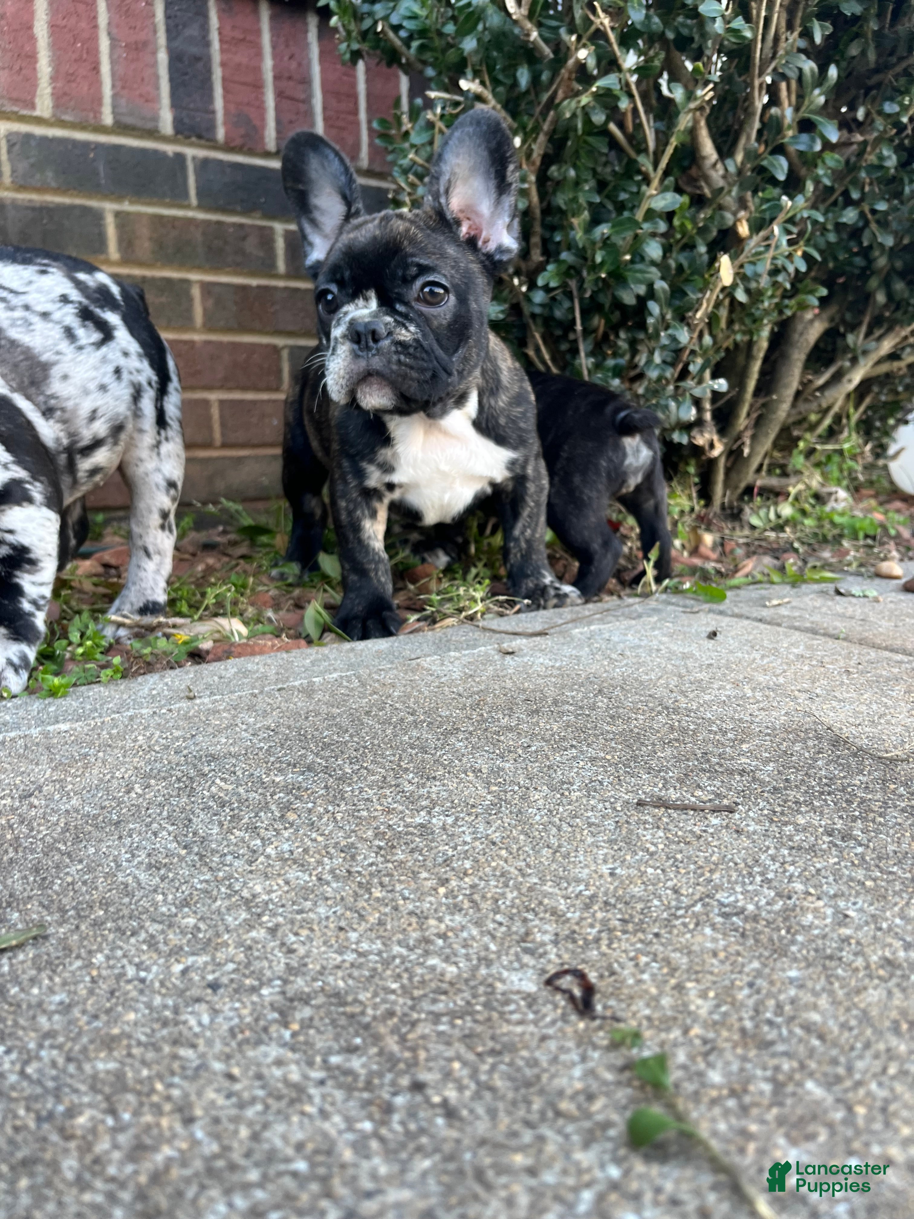 French Bulldog dogs French Bulldog Puppy 4 - Ad 29