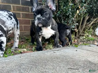 French Bulldog dogs French Bulldog Puppy 4 - Ad 29