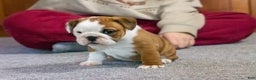 English Bulldog dogs for sale: Holly - Ad 7