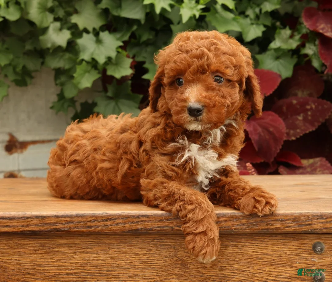 Miniature Poodle dogs for sale: Sonic - Ad 2