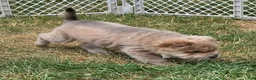 Shar Pei dogs for sale: Roman - Ad 16