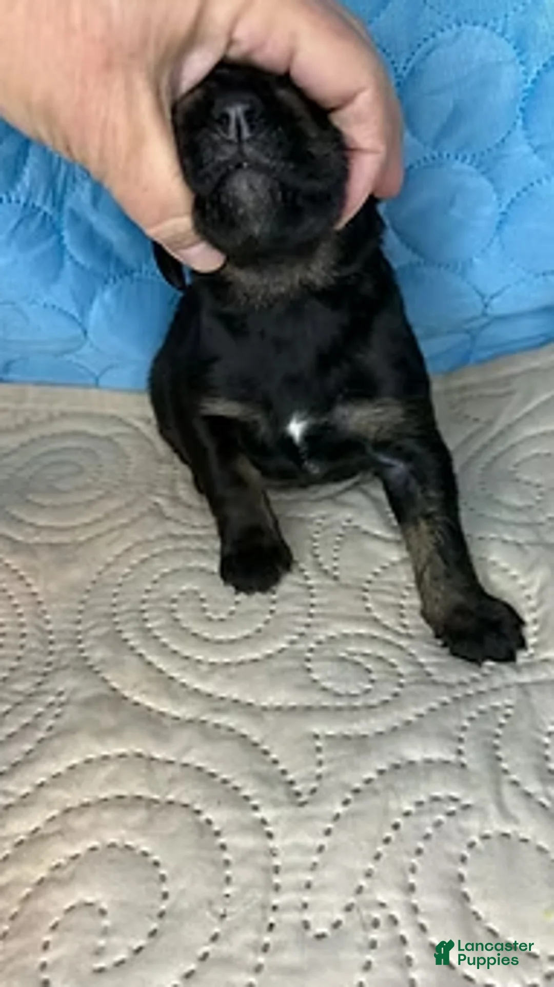 Mixed Breed dogs for sale: Tyra - Ad 4