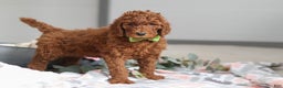 Standard Poodle dogs for sale: Blake AKC - Ad 4