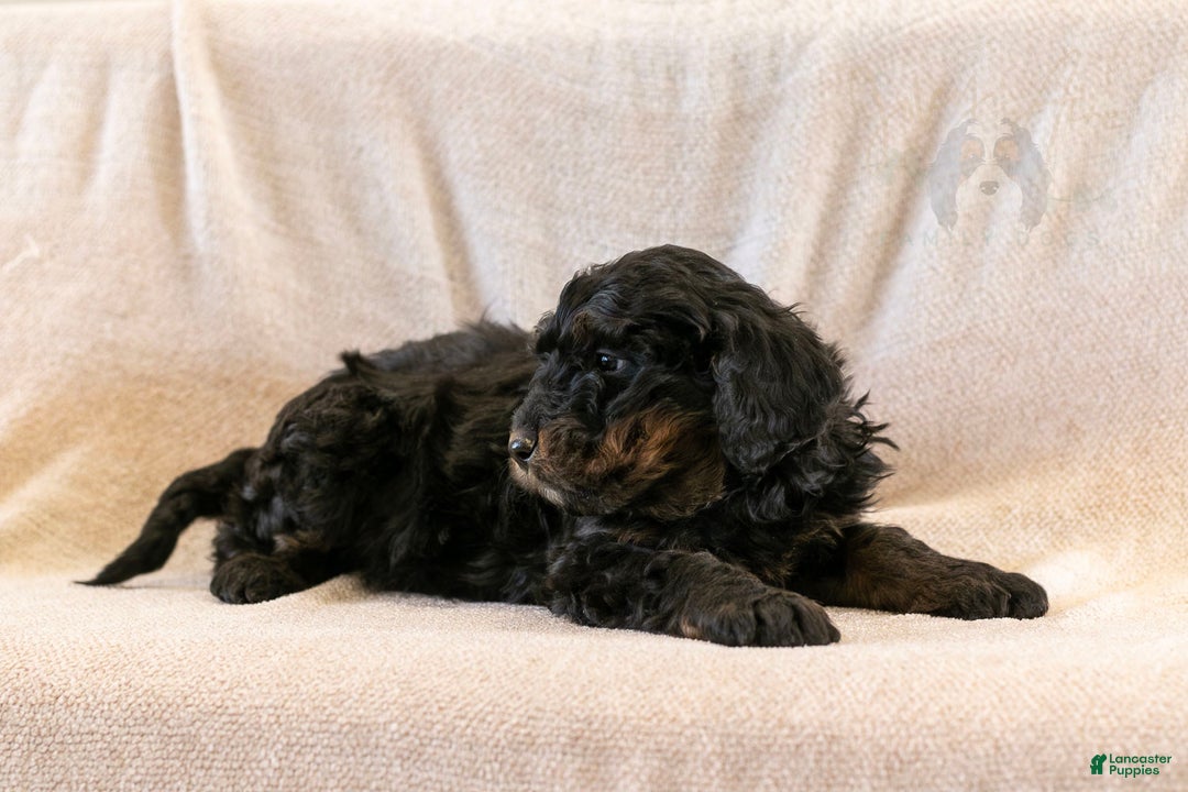 Bernedoodle dogs for sale: Aurora - Ad 6