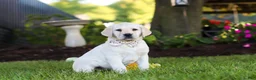Labrador Retriever dogs for sale: Kurt - Ad 22