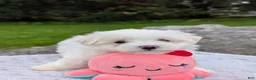 Maltese dogs for sale: Nick - Ad 3