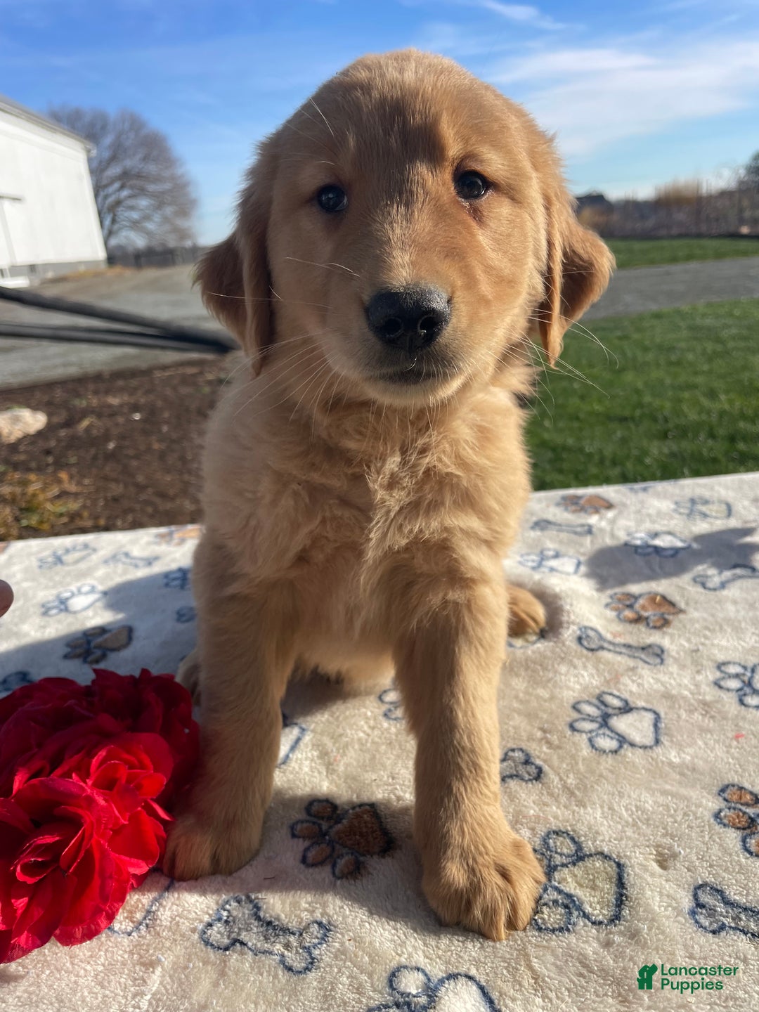Golden Retriever dogs for sale: Cookie - Ad 2