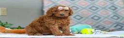 Goldendoodle dogs for sale: Ivy - Ad 2