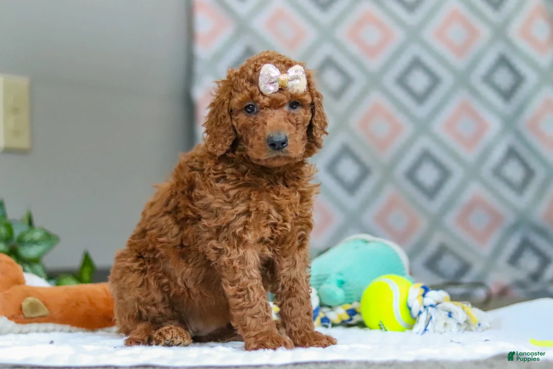 Goldendoodle dogs for sale: Ivy - Ad 2