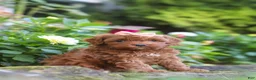 Cockapoo dogs for sale: Willow - Ad 6