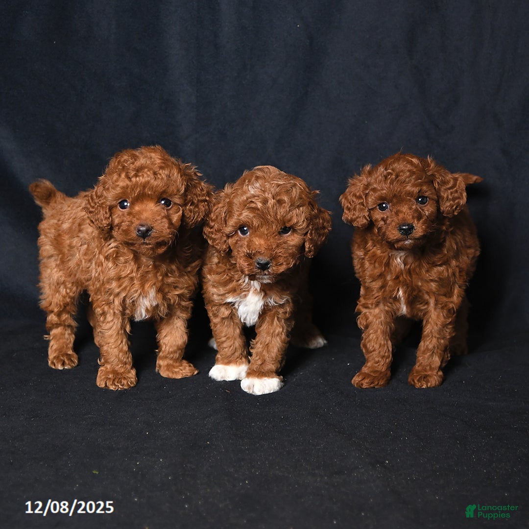 Toy Poodle dogs for sale: Happy - Ad 5