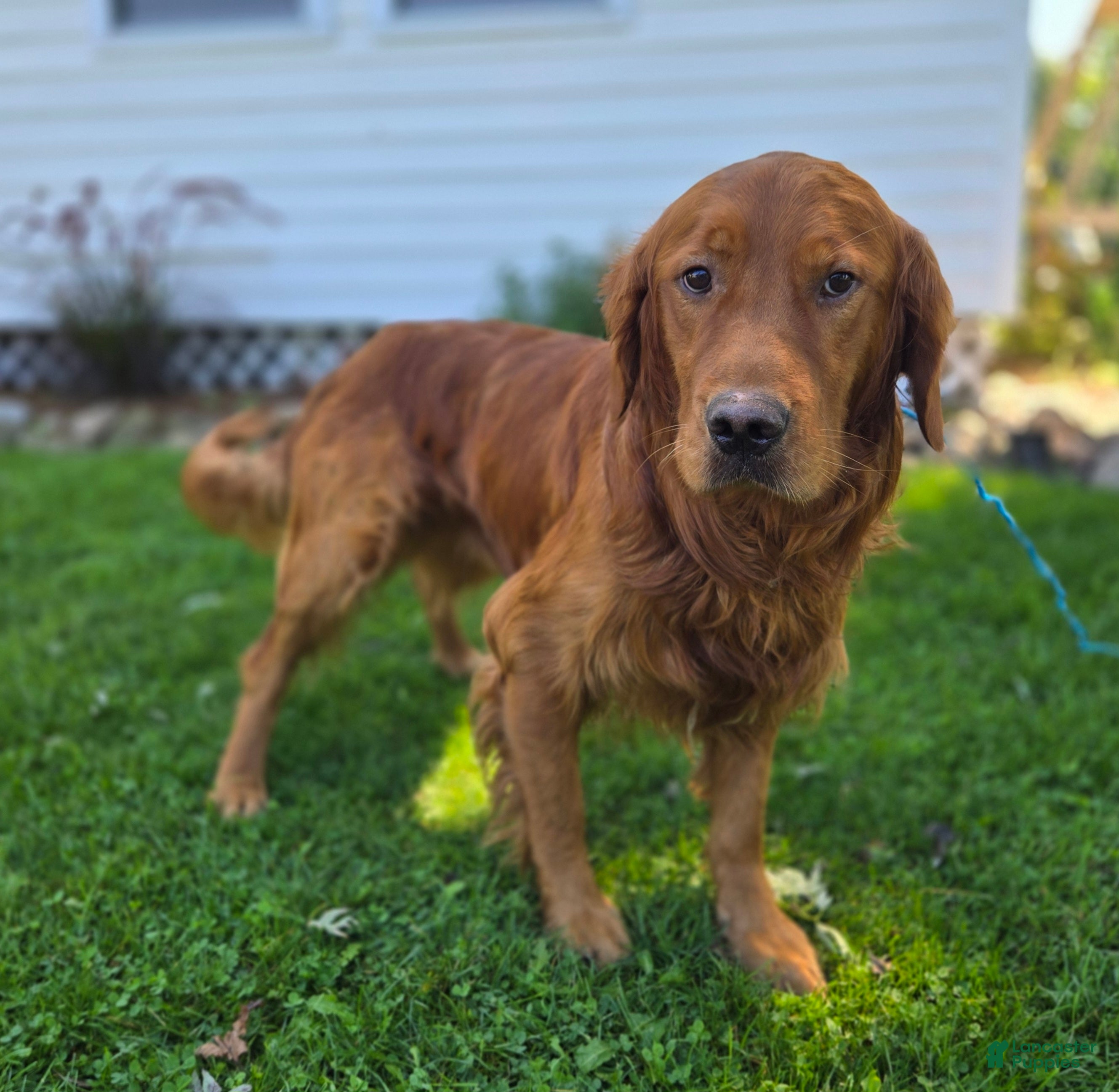 Golden Retriever dogs Connor - Ad 2