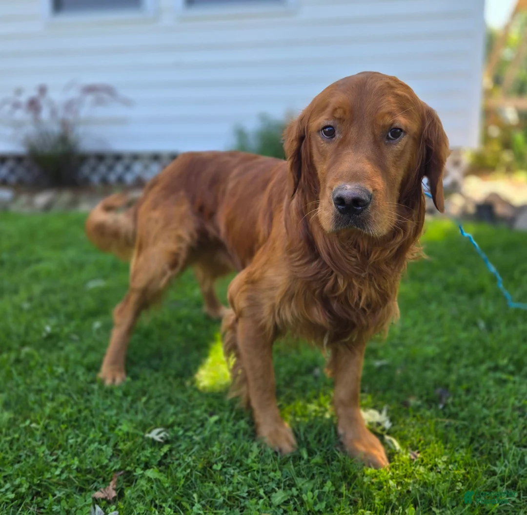 Golden Retriever dogs for sale: Connor - Ad 2