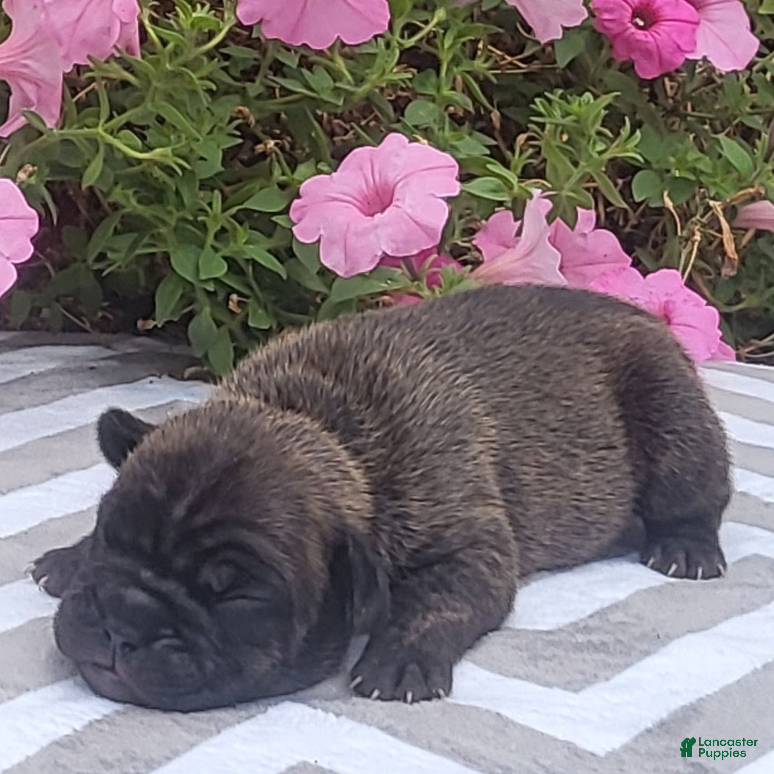 Beabull dogs Joey  - Ad 1