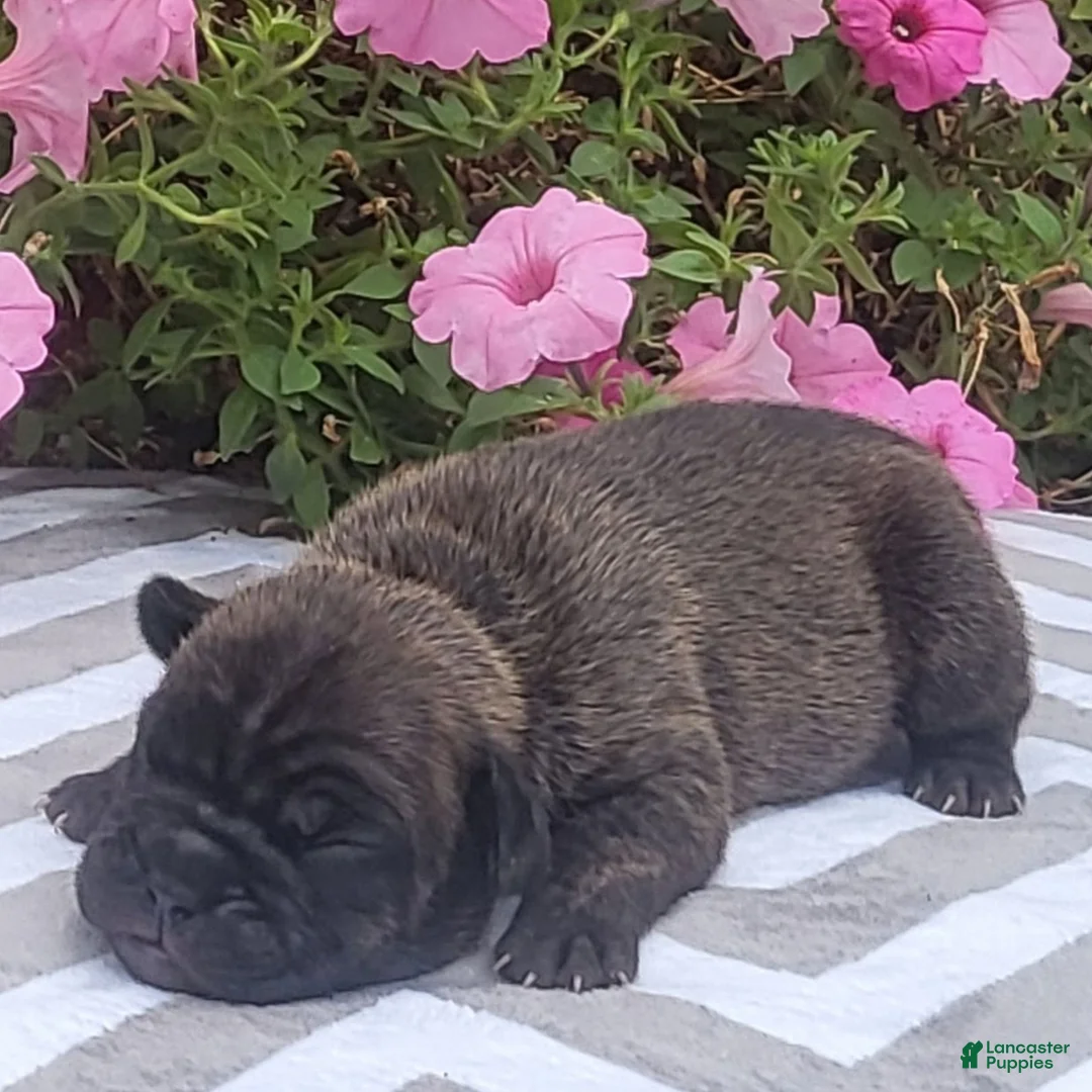 Beabull dogs for sale: Joey  - Ad 1