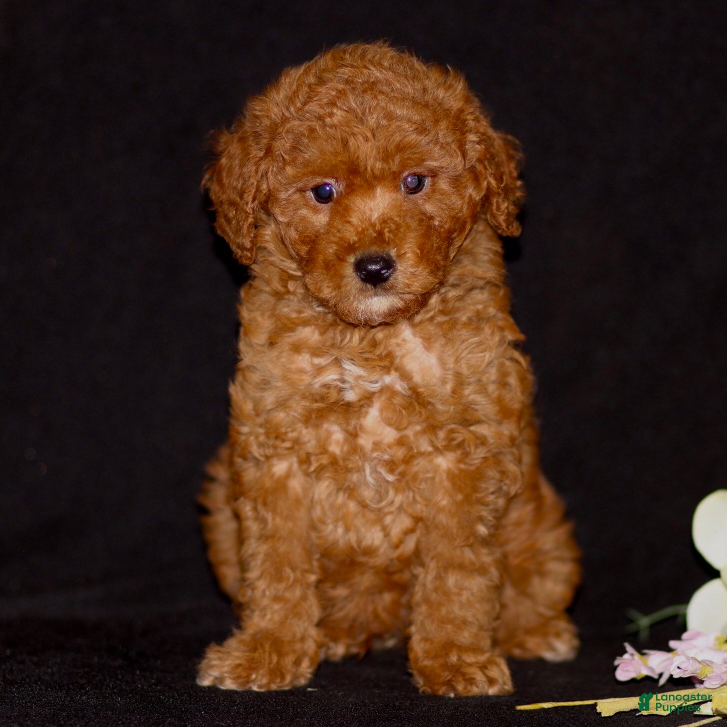Miniature Poodle dogs Justin - Ad 2