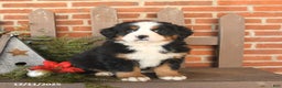 Bernese Mountain Dog dogs for sale: Bentley - Ad 2