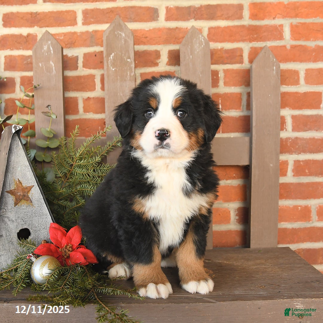 Bernese Mountain Dog dogs for sale: Bentley - Ad 2
